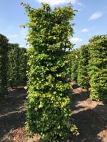 Kant & klaar haag Parrotia persica vanessa blokhaag H250 x B80 x L80 cm Persisch ijzerhout Quickhedge - Quickhedge