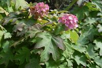 Eikenbladhortensia