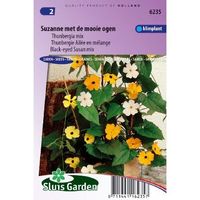 Thunbergia zaden Suzanne met de mooie ogen - thumbnail