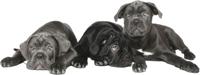 Muursticker - Honden Cane corso - thumbnail