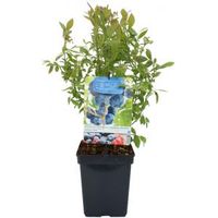 Bosbes (vaccinium corymbosum "Hortblue Petite") fruitplanten