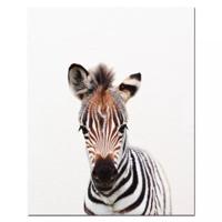 Poster - Zebra