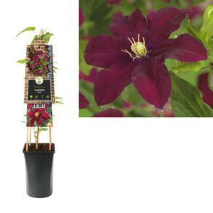 Clematis Niobe - bosrank 70 cm