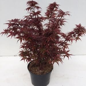 Japanse esdoorn (Acer palmatum "Shaina") heester - 30-40 cm - 1 stuks