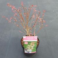 Japanse esdoorn (Acer palmatum "Marlo") heester - thumbnail