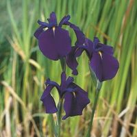 Japanse iris (Iris ensata) moerasplant (6-stuks) - thumbnail