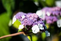 Fluweelhortensia