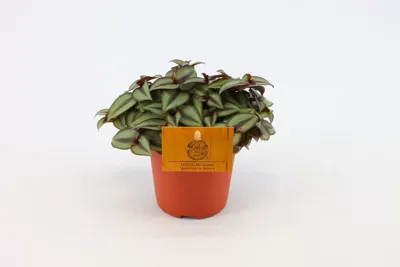 Eden Collection - Tredescantia Zebrina Silver Sicilian