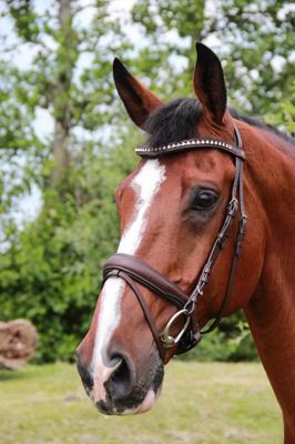 Döbert Hoofdstel Stallmeister Schelde