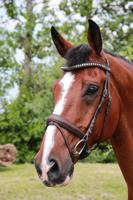 Döbert Hoofdstel Stallmeister Schelde