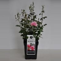 Trosroos (rosa "Bonica"®) - C5 - 1 stuks