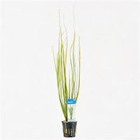 Vallisneria natans
 - 6 stuks - aquarium plant