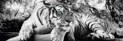 Tijger Groene Ogen Poster 158x53cm