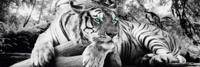 Tijger Groene Ogen Poster 158x53cm