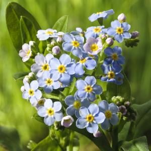 Moerasvergeet-mij-nietje (Myosotis Palustris) moerasplant (6-stuks)