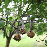 Doe-het-zelf vogelvoer dennenappels set - DIY