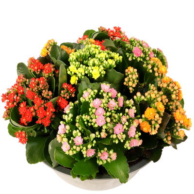 Bloeiende vetplanten schaal Bloeiende vetplanten schaal