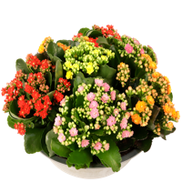 Bloeiende vetplanten schaal