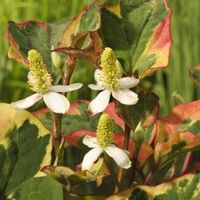 Bonte moerasanemoon (Houttuynia cordata “Chameleon”) moerasplant (6-stuks) - thumbnail