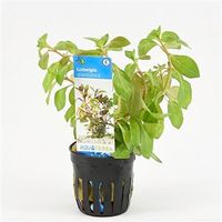 Ludwigia glandulosa - 6 stuks - aquarium plant - thumbnail