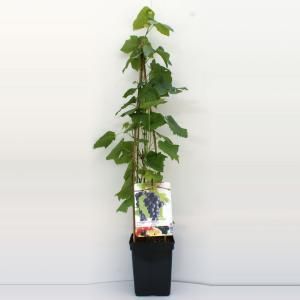 Blauwe druif (vitis vinifera "Glenora") fruitplanten - In 5 liter pot - 1 stuks