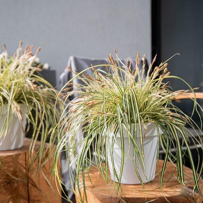 Dekbed Discounter Bontbladige Zegge ' Carex Evergold' accessoire: sierpot, plantenvoeding: met plantenvoeding