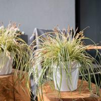 Dekbed Discounter Bontbladige Zegge ' Carex Evergold' accessoire: sierpot, plantenvoeding: met plantenvoeding