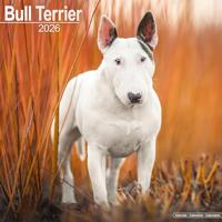 Bull Terrier Calendar 2026 Square Dog Breed Wall Calendar - 16 Month