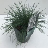 Zwenkgras (Festuca glauca "Elijah Blue") siergras - In 2 liter pot - 1 stuks - thumbnail