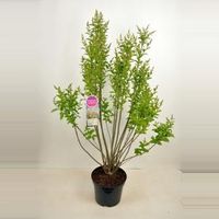 Sering (syringa villosae "Tammelan Kaunotar") - 90-120 cm - 1 stuks