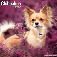 Chihuahua Calendar 2026 Square Dog Breed Wall Calendar - 16 Month