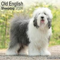 Old English Sheepdog Calendar 2026 Square Dog Breed Wall Calendar - 16 Month