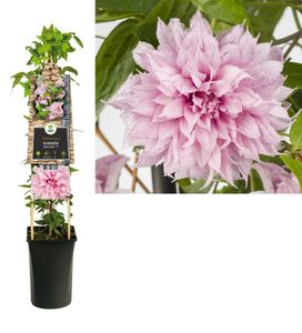 Clematis Multi Pink - bosrank 75 cm