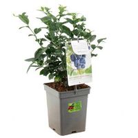 Bosbes (vaccinium corymbosum "Jersey") fruitplanten - In 5 liter pot - 1 stuks - thumbnail