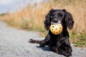 TRIXIE GATENBAL NATUURRUBBER MET BEL VOOR BLINDE OF GEHANDICAPTE HOND 7X7X7 CM