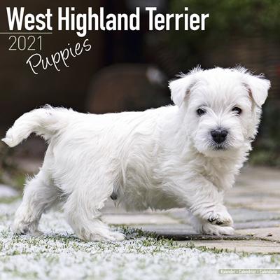 West Highland White Terrier Puppies Kalender 2021