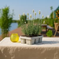 Lavendel wit 6-pack bundel - P6