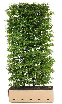 Kant & klaar haag Carpinus betulus Fastigiata H250 x 100 cm Haagbeuk Quickhedge - Quickhedge Kant & klaar haag Carpinus betulus Fastigiata H250 x 100 cm Haagbeuk Quickhedge - Quickhedge