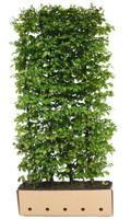 Kant & klaar haag Carpinus betulus Fastigiata H250 x 100 cm Haagbeuk Quickhedge - Quickhedge