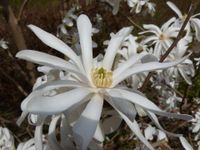 Magnolia boomvorm