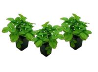 Aardbeienplant "Fragaria Roman" - set van 3