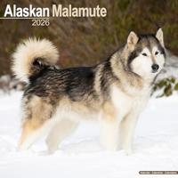 Alaskan Malamute Calendar 2026 Square Dog Breed Wall Calendar - 16 Month