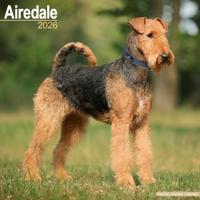Airdale Calendar 2026 Square Dog Breed Wall Calendar - 16 Month