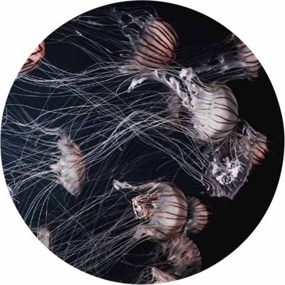 Wanddecoratie Wonderful Life 013 rond 70cm Wanddecoratie Wonderful Life 013 rond 70cm