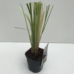 Pampasgras (Cortaderia selloana "Rosea") siergras - In 2 liter pot - 1 stuks