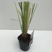 Pampasgras (Cortaderia selloana "Rosea") siergras - In 2 liter pot - 1 stuks