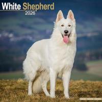 White Shepherd Calendar 2026 Square Dog Breed Wall Calendar - 16 Month