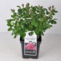 Trosroos (rosa "Leonardo da Vinci"®) - C5 - 1 stuks