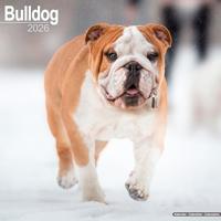 Bulldog Calendar 2026 Square Dog Breed Wall Calendar - 16 Month