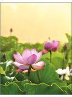 Notitieboek Lotus Field - thumbnail